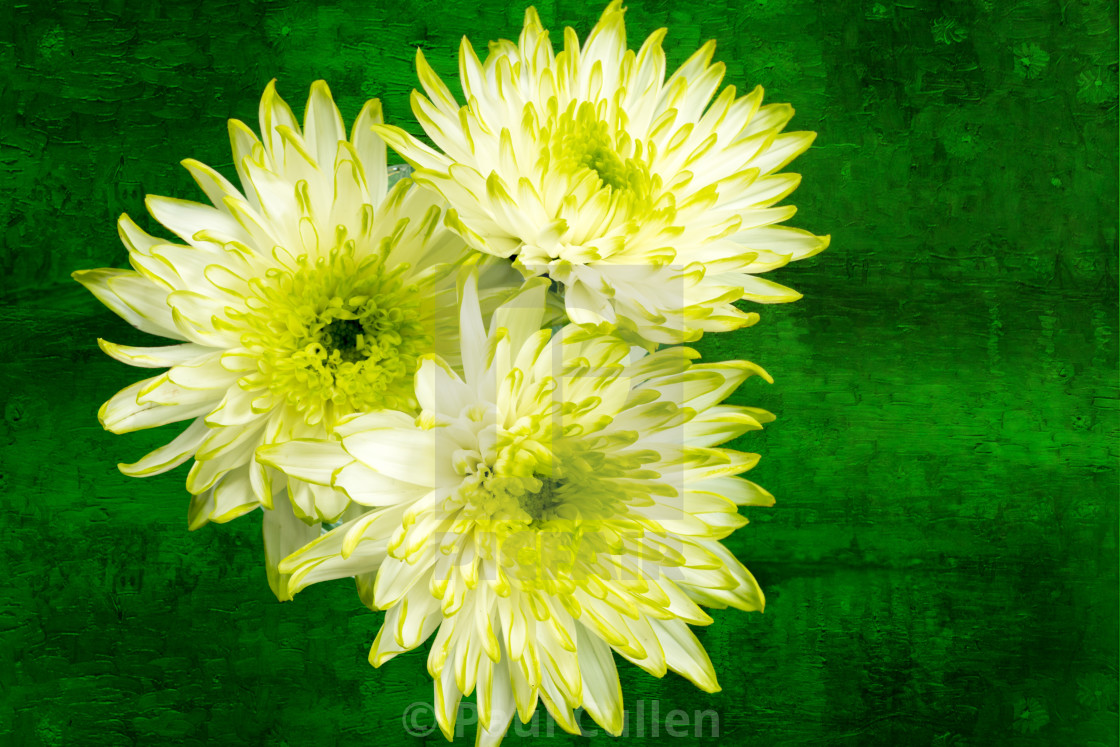 "Yellow Chrysanthemums on a green background." stock image