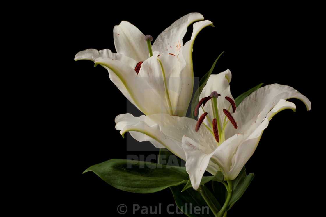 "Lily Flowers" stock image