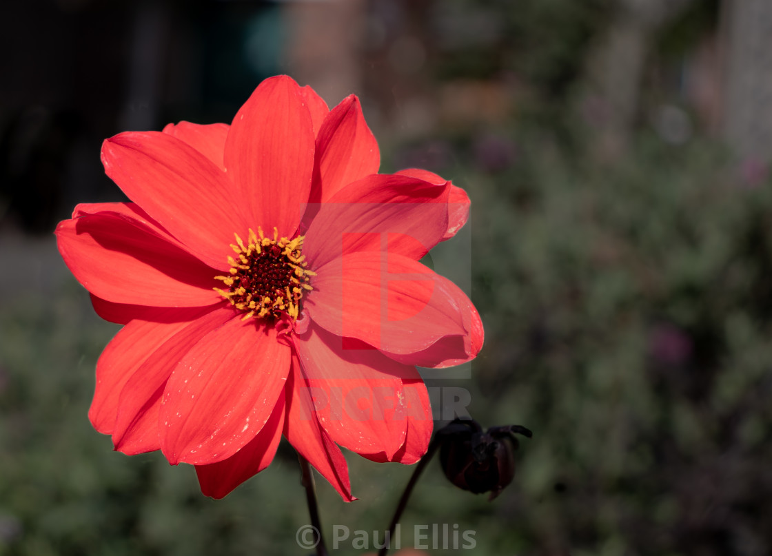 "Red Flower" stock image