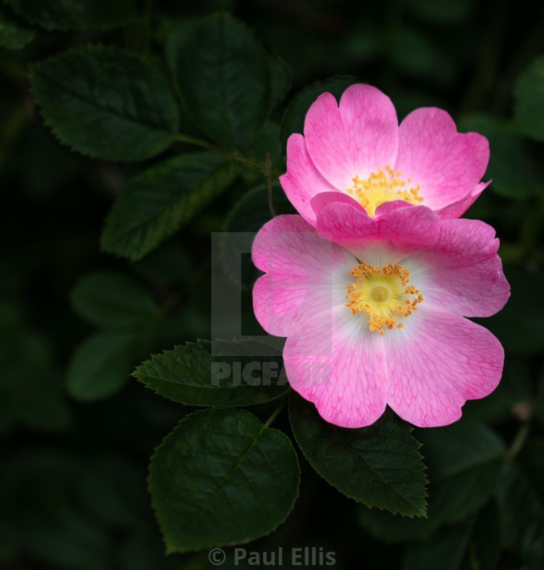 "Pink flowers" stock image