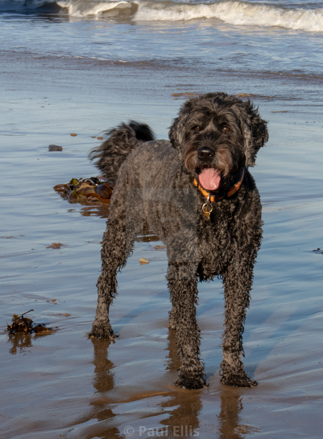 "Finzi the Goldendoodle" stock image