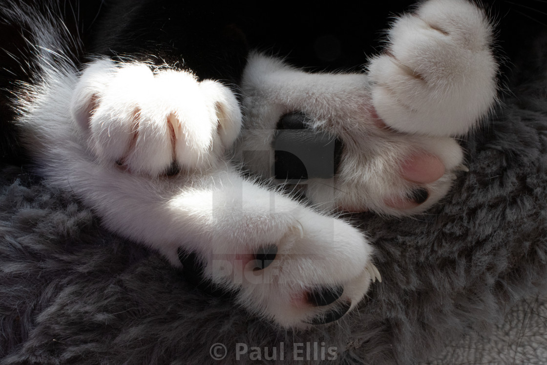 "Cat's Paws" stock image