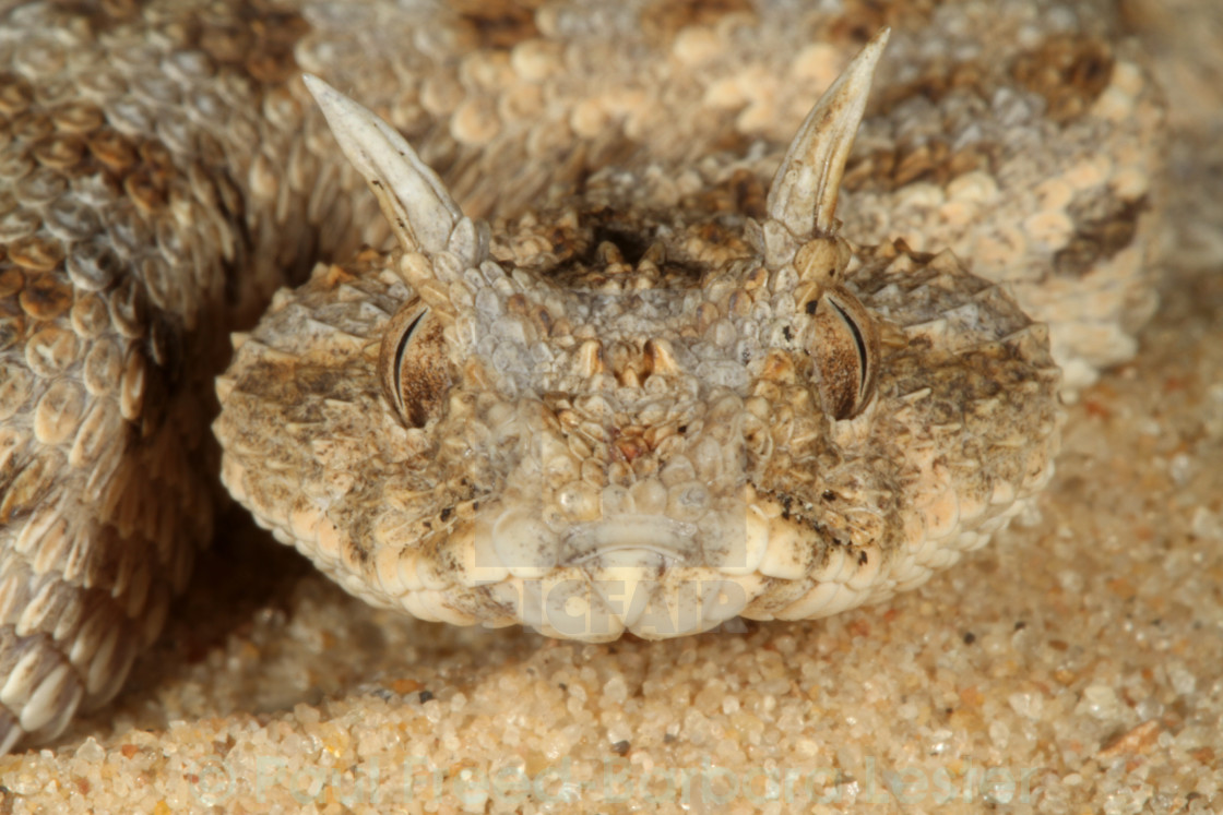 viper snake head license for 24 80 on picfair
