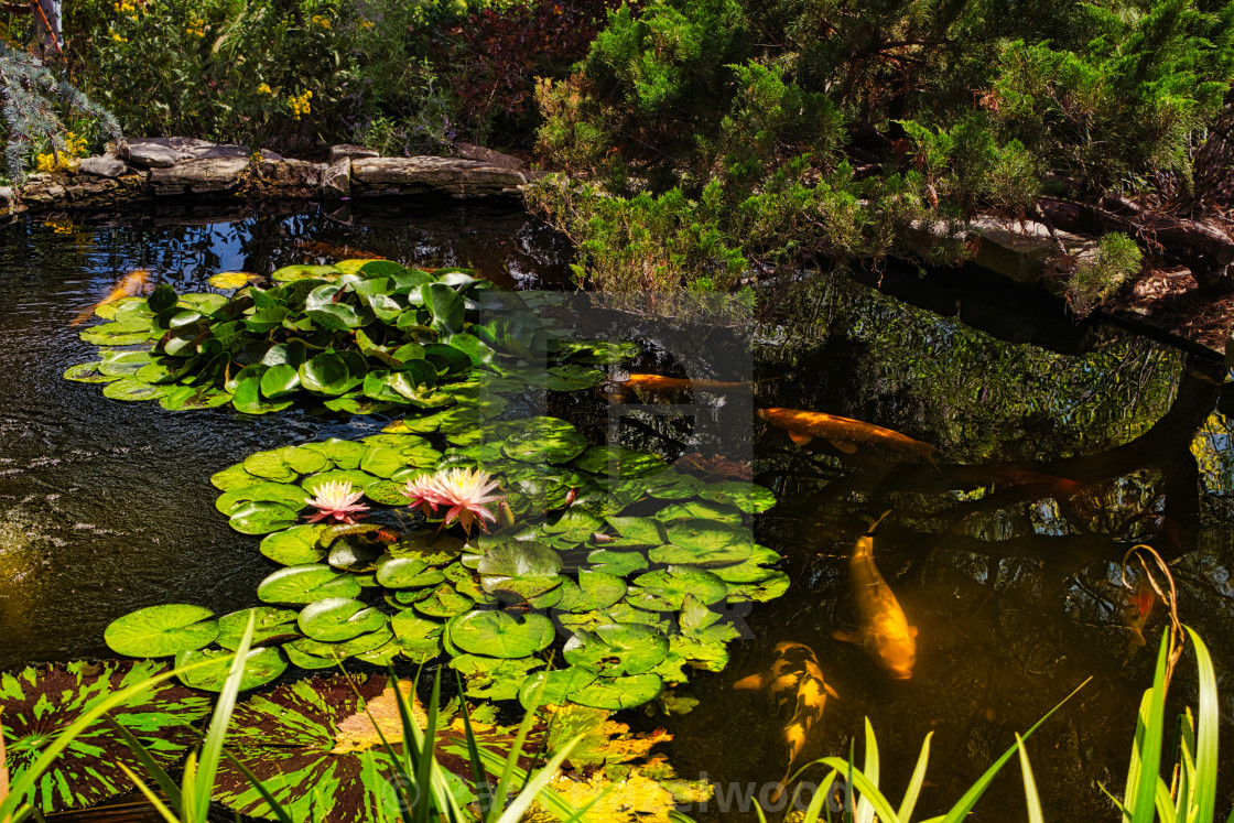 Botanica Gardens Koi Pond License Download Or Print For 8 68