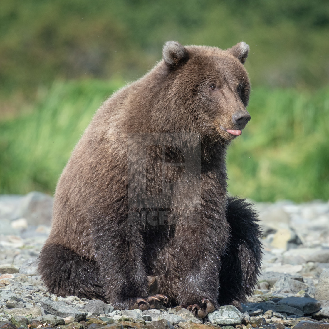Alaskan Brown Bear Cub With Tongue Out License Download Or Print For 18 60 Photos Picfair Alaskan Brown Bear Cub With Tongue Out License Download Or Print For 18 60 Photos Picfair