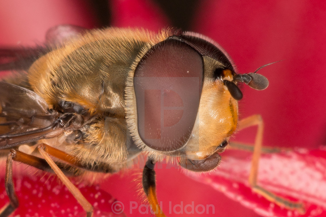 "Hoverfly Eye Detail" stock image