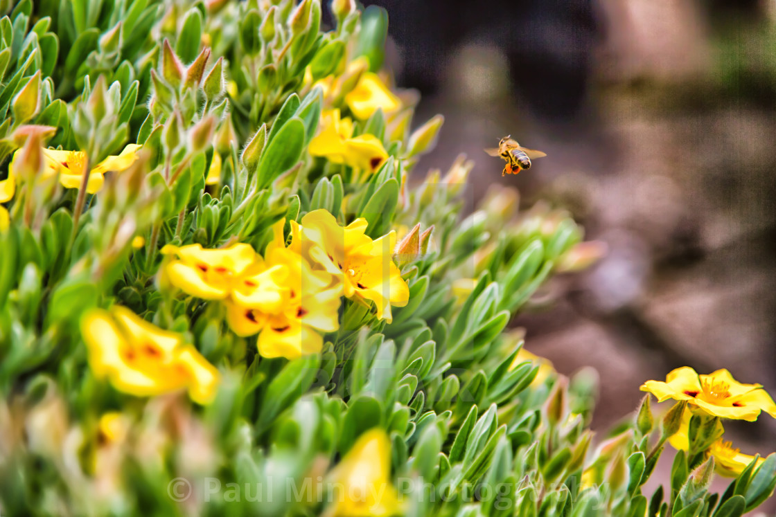 "Beautiful Norfolk Honey Bee" stock image
