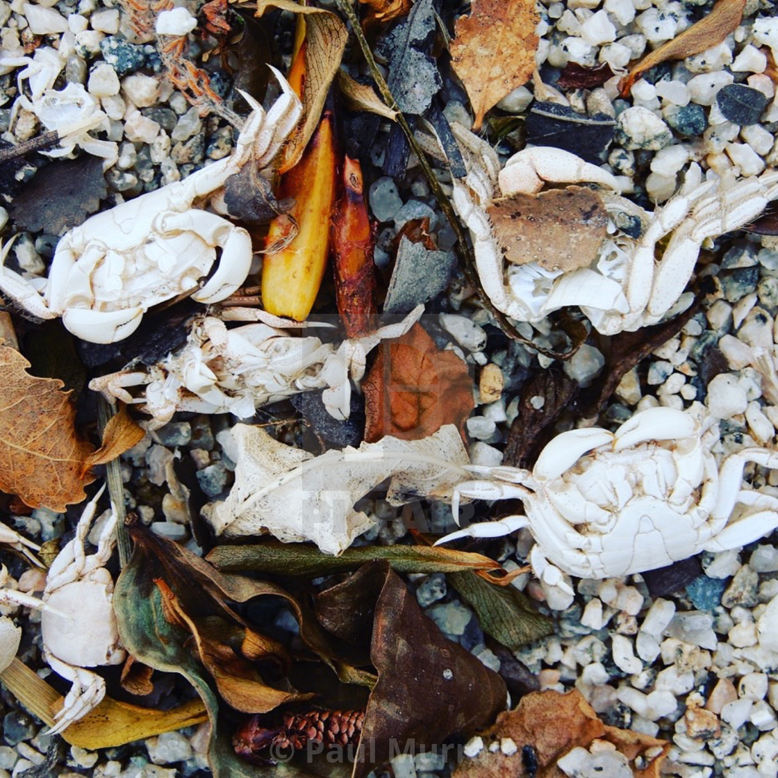 Artofnature Montage Series Crabs License Download Or Print For 25 00 Photos Picfair