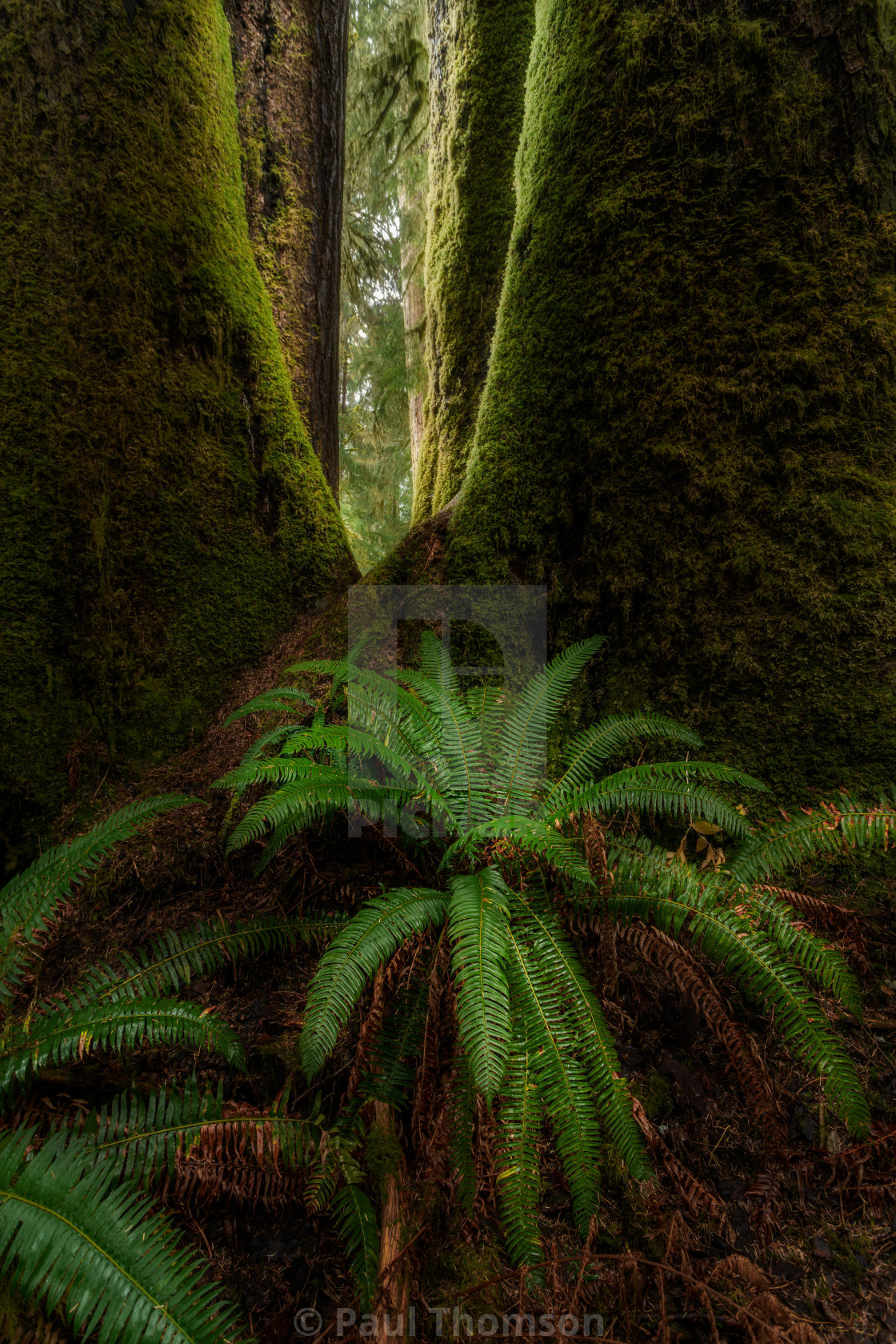 "Old Growth Forest Light" by Paul Thomson - £18.60 "Old Growth Forest Light" stock image