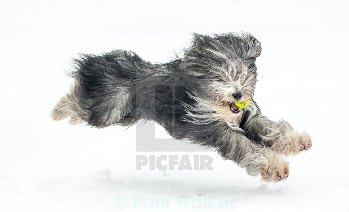 "Dougaldo Snow Surfing" stock image