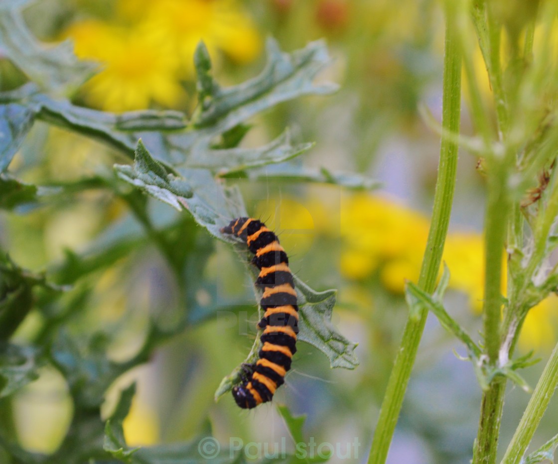 caterpillar stout