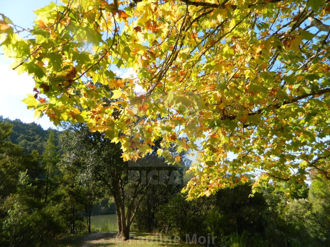 "Yellow Autumn Leaves" by Pauline Moir - £2.48 "Yellow Autumn Leaves" stock image