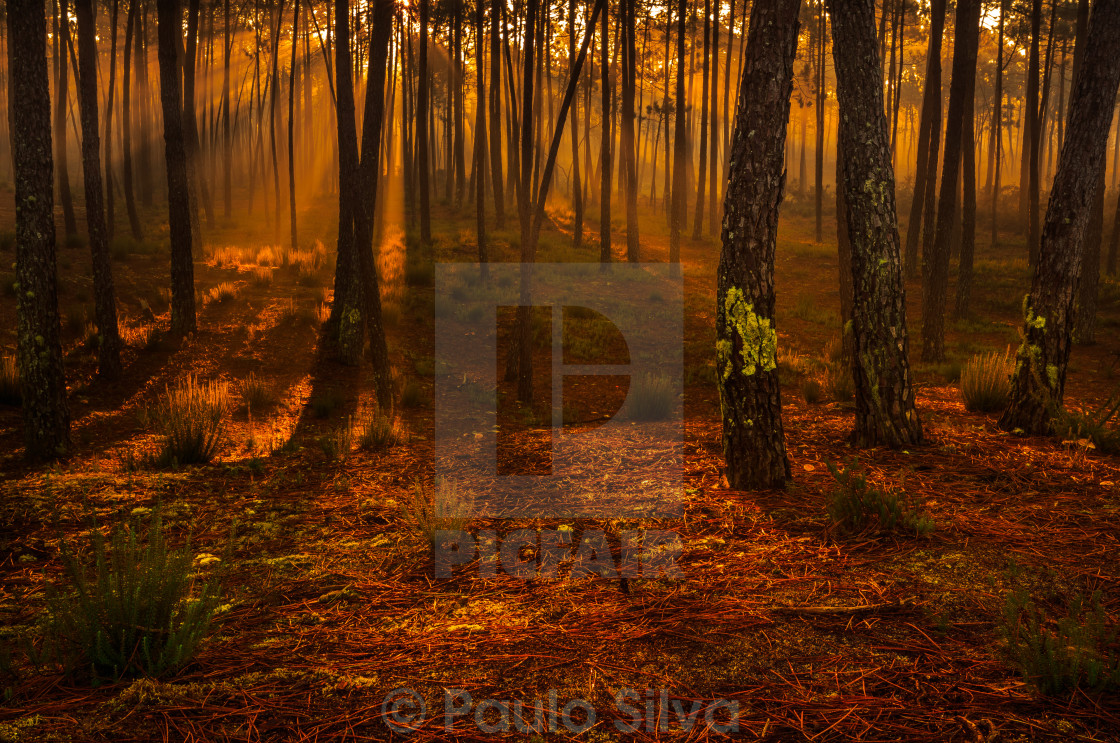 "The Forest" stock image