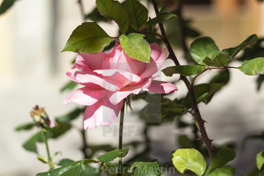 "Pink rose" stock image