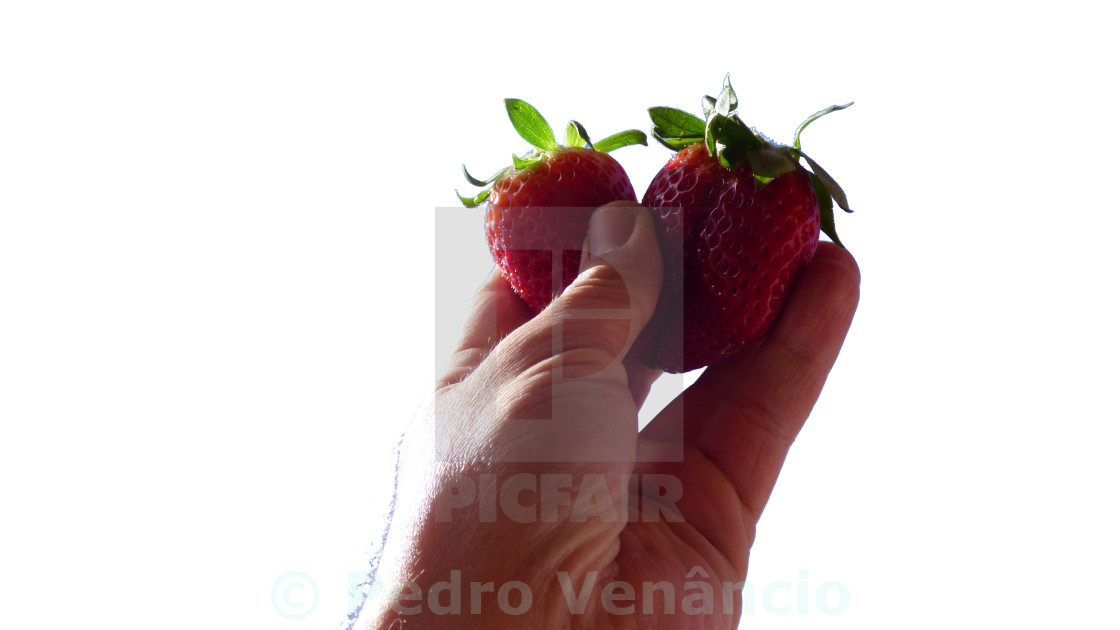 "holding strawberries" stock image