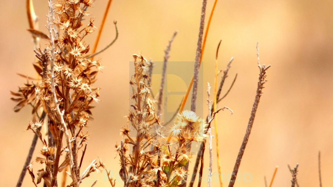 "Still Life Branch whit blur background at day tima" stock image