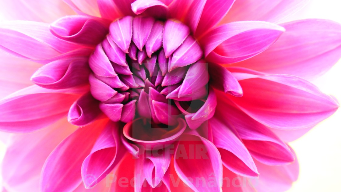 "The flower bud" stock image