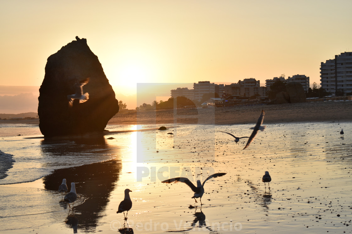 "Sunset Seagulls on the Sand Beach" stock image