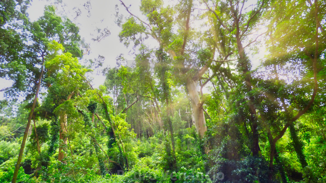 "Solar rays through the trees" stock image