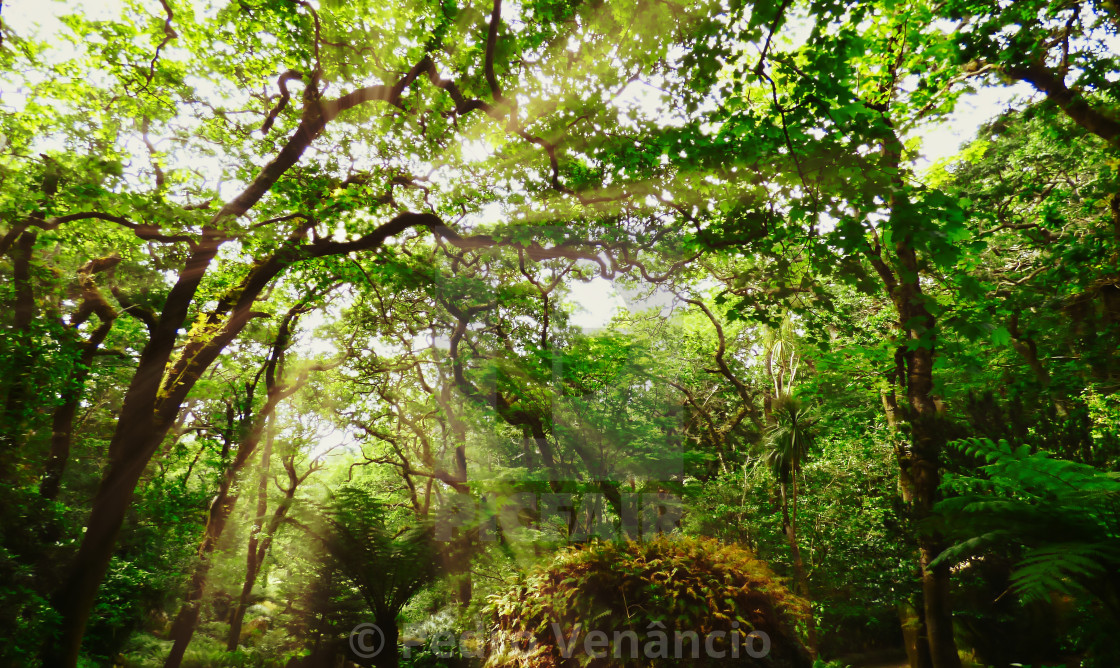 "Solar rays through the trees" stock image