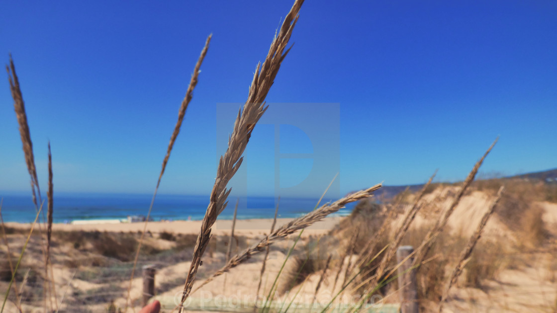 "dry leaves spike, beach dunes" stock image