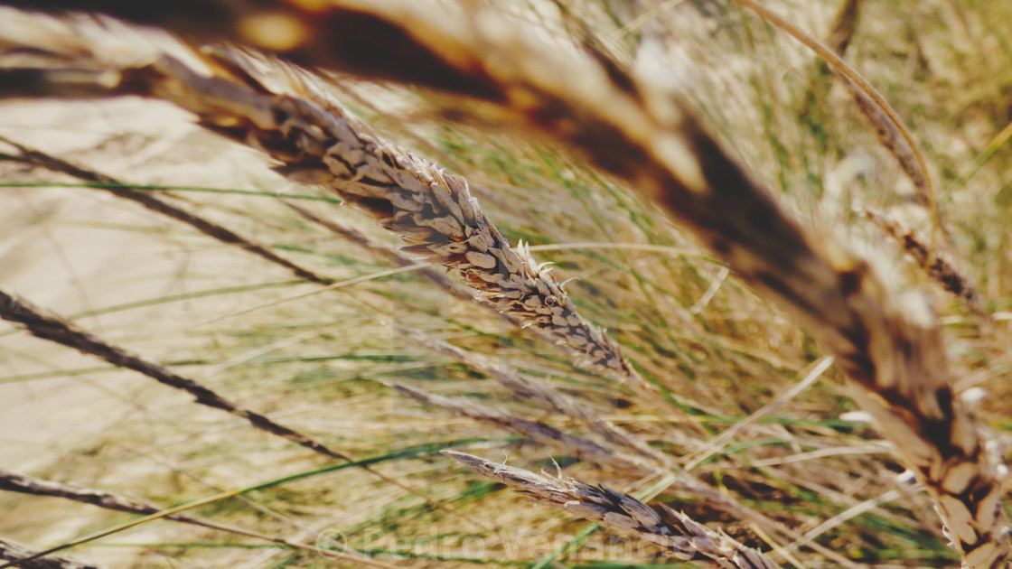 "dry leaves spike, beach dunes" stock image