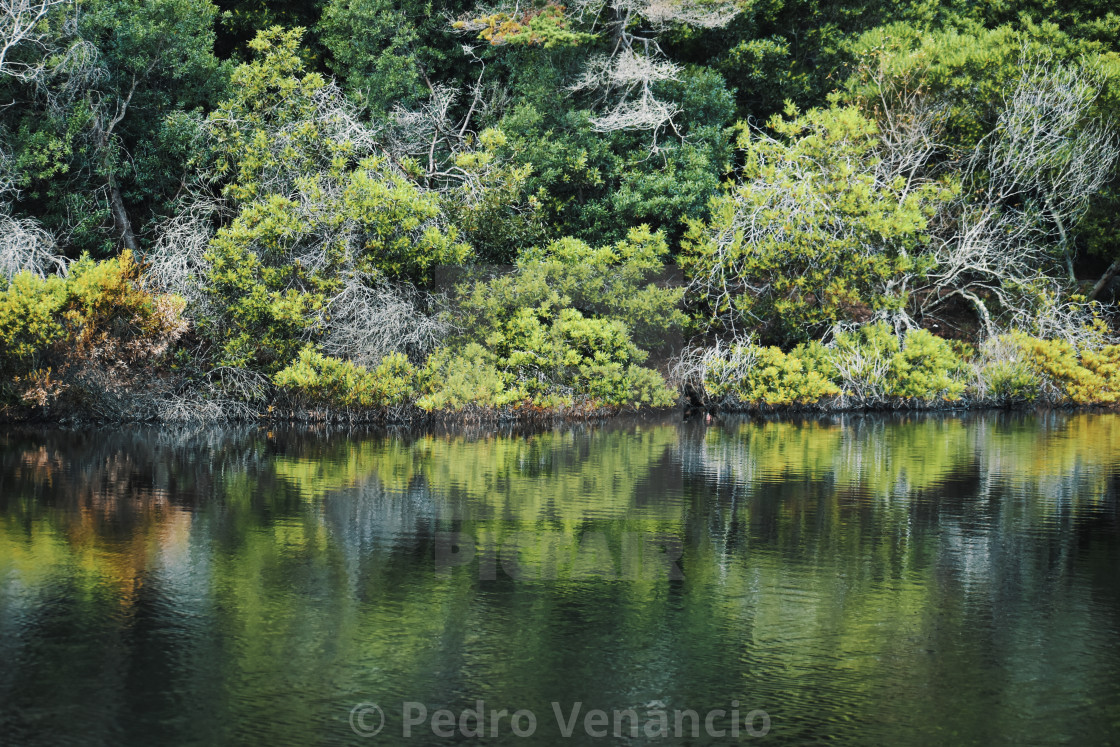 "Water Lake and Trees Nature" stock image