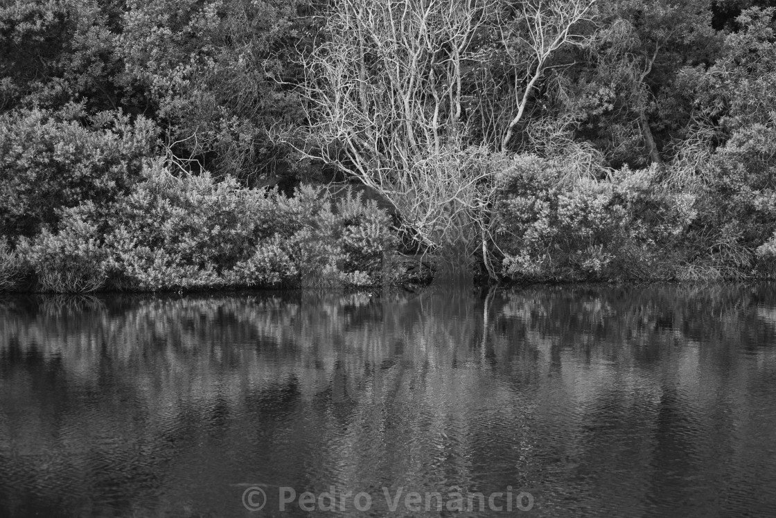 "Water Lake and Trees Nature" stock image