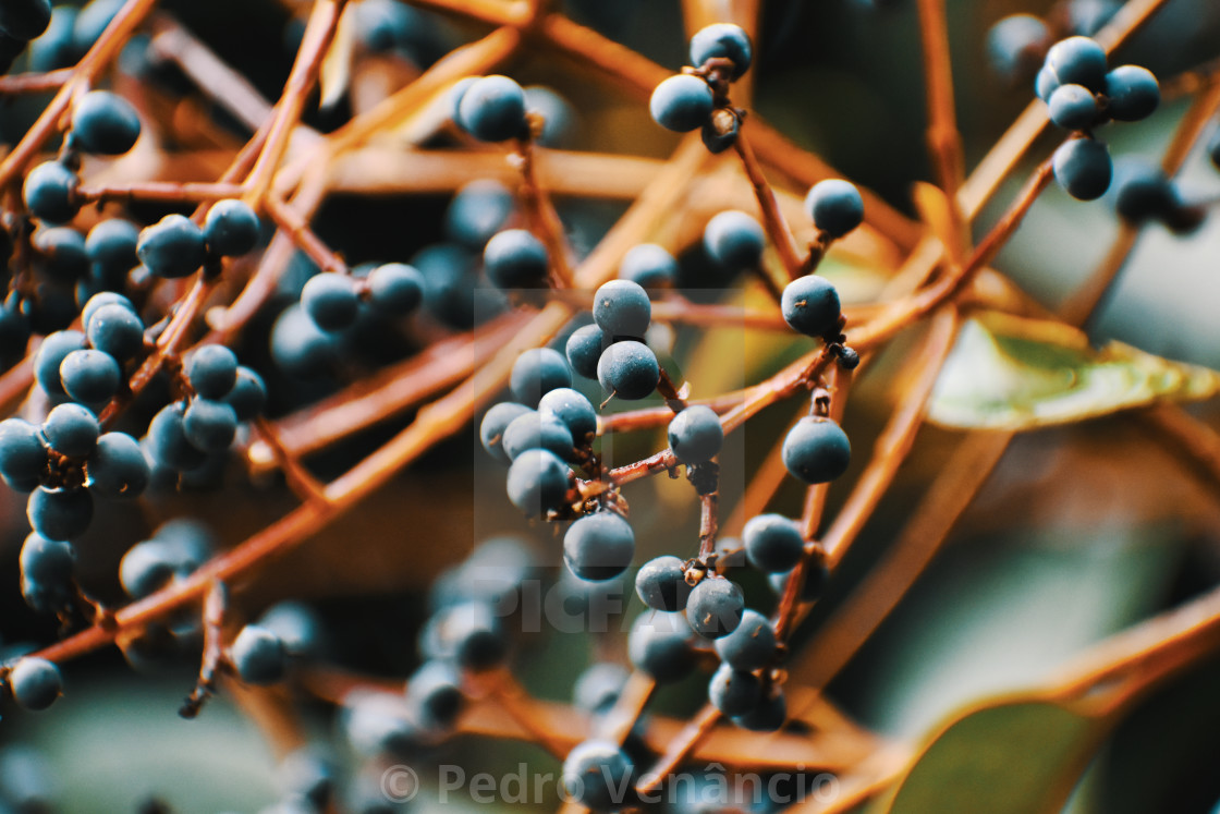 "Still Life Fruit on Branch" stock image