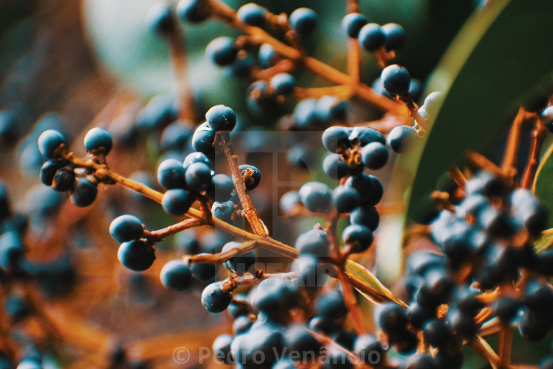 "Still Life Fruit on Branch" stock image