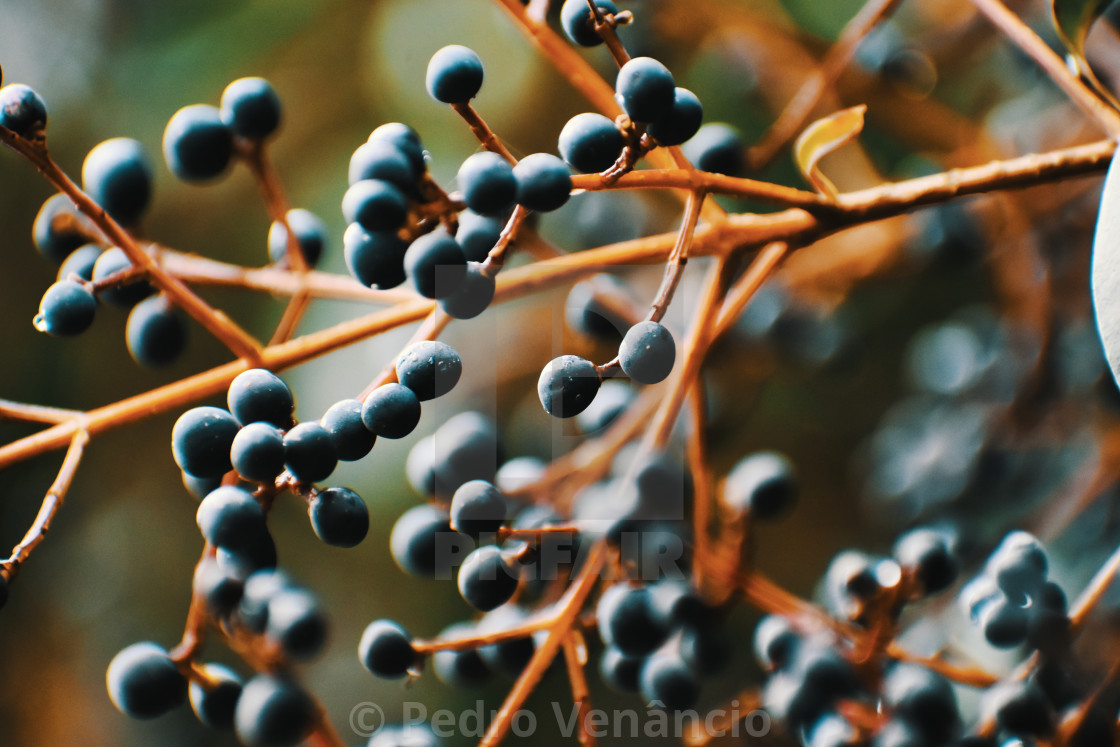 "Still Life Fruit on Branch" stock image