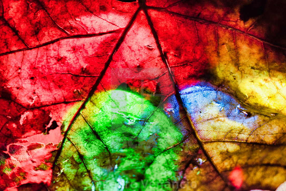 "Stil Life Leaf With Backlight Multi-Color" stock image