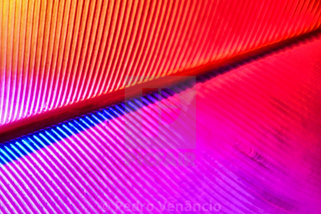 "Colorful macro feather" stock image