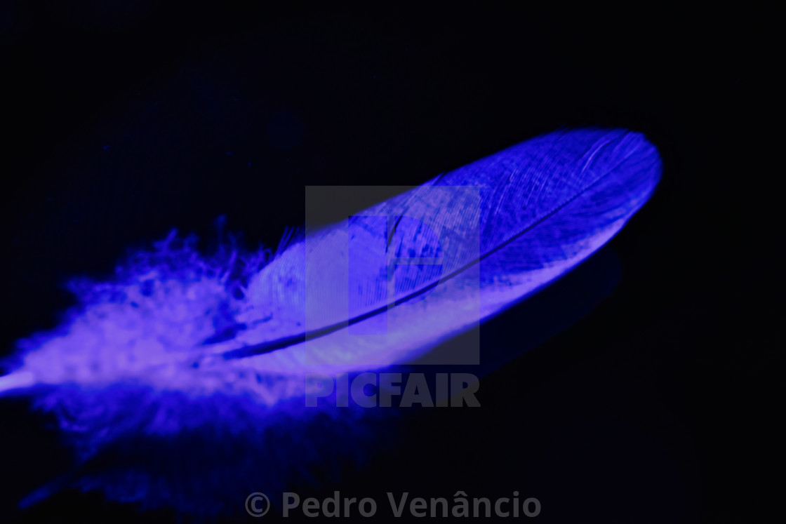 "Feather Close up Macro feather" stock image