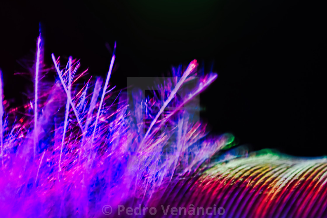 "Colorful macro feather" stock image