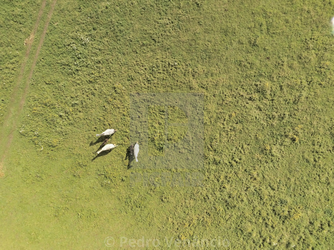 "Aerial view, of horses on a grass field" stock image