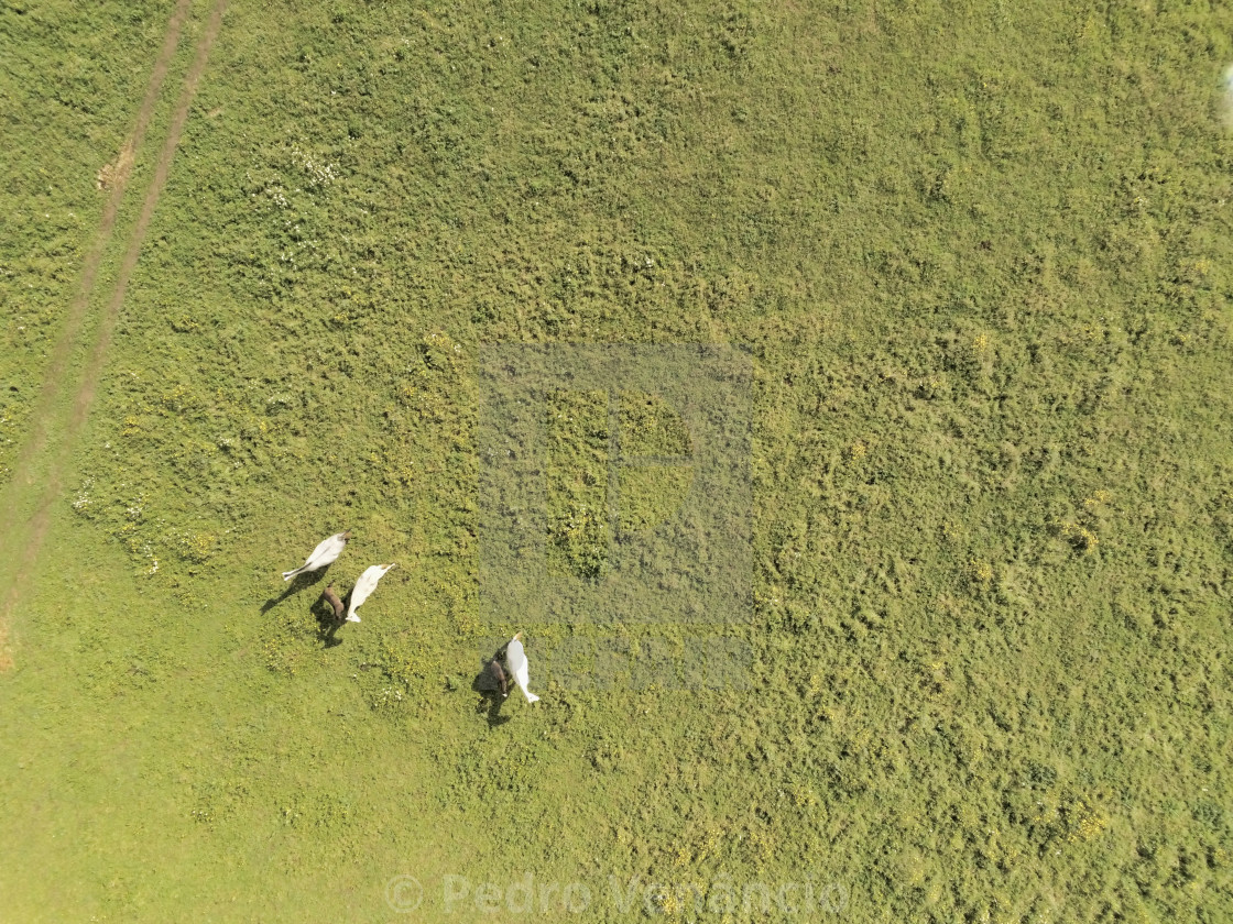 "Aerial view, of horses on a grass field" stock image