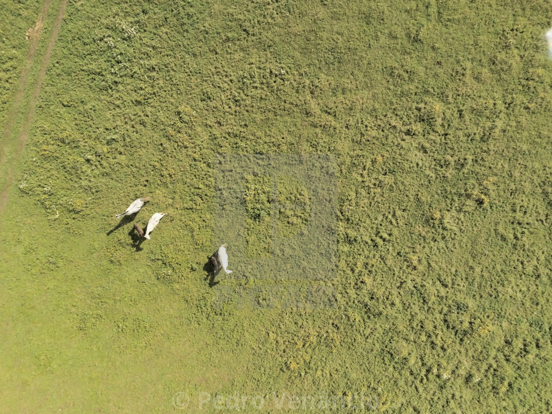 "Aerial view, of horses on a grass field" stock image