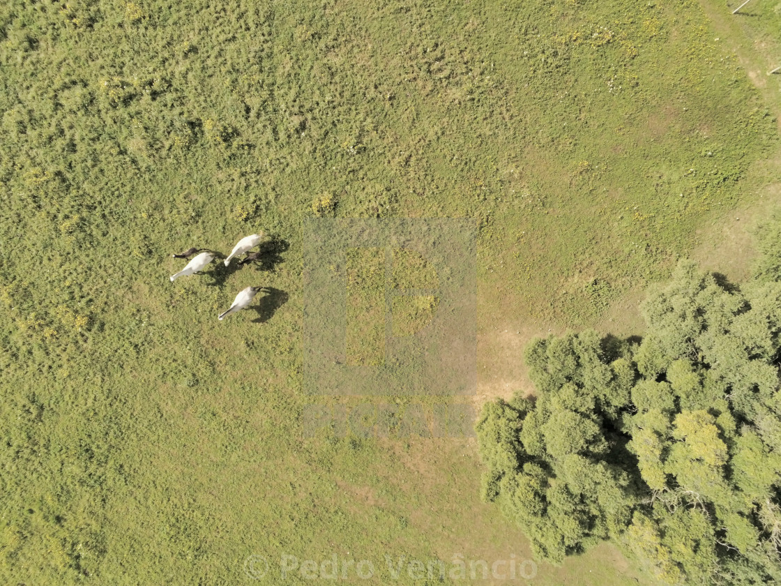 "Aerial view, of horses on a grass field" stock image