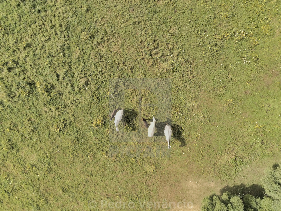 "Aerial view, of horses on a grass field" stock image