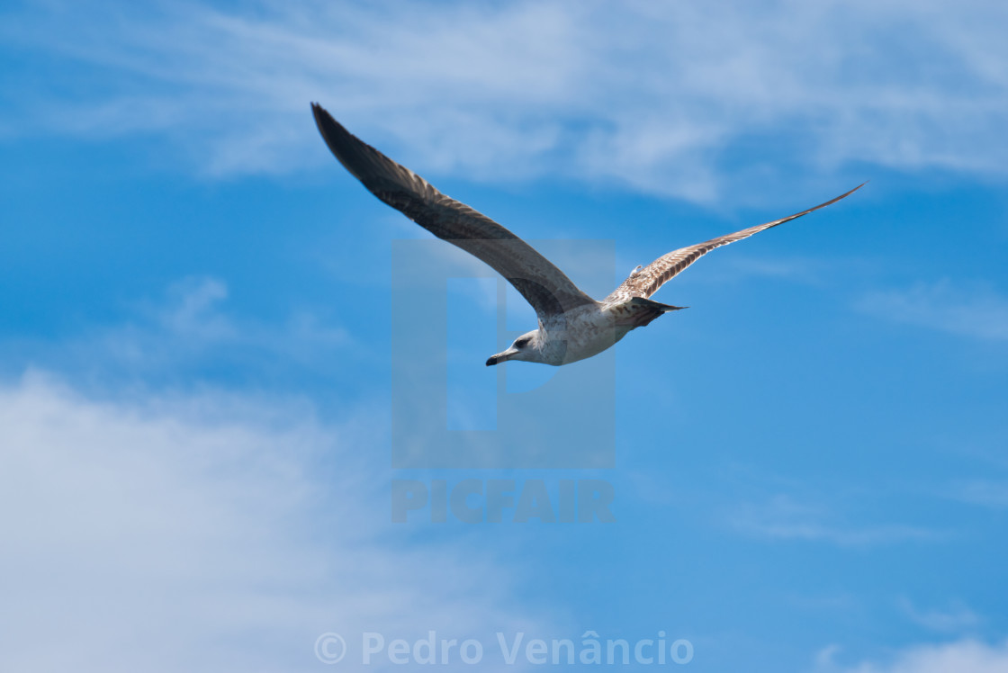 "Seagull flying over blue sky" stock image