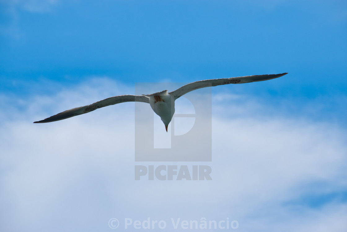 "Seagull flying over blue sky" stock image