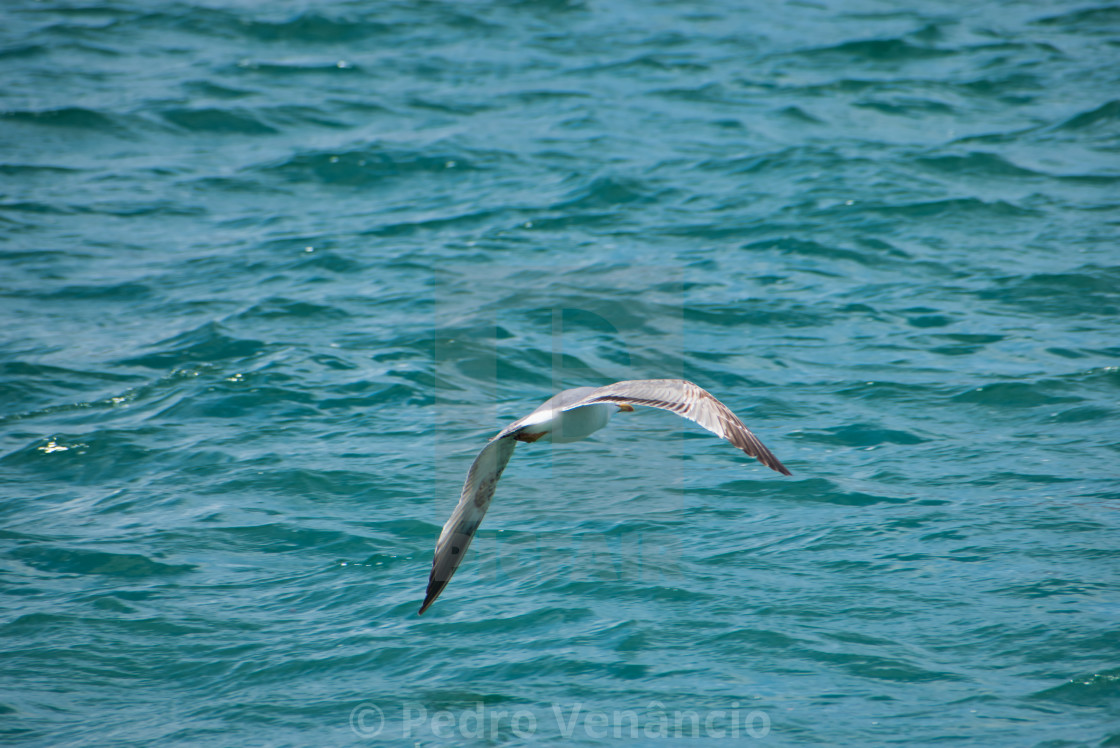 "Seagull flying over the sea" stock image