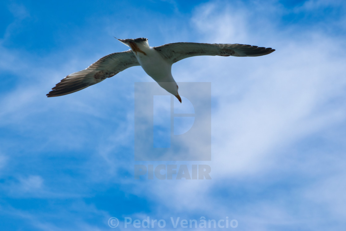 "Seagull flying over blue sky" stock image