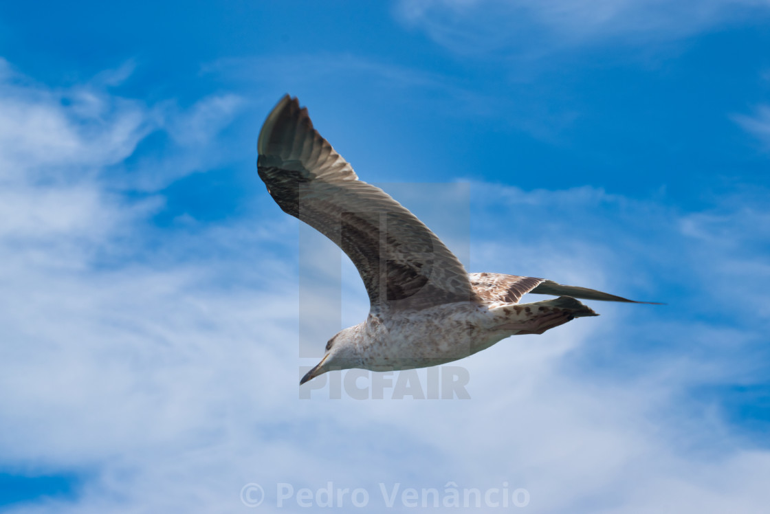 "Seagull flying over blue sky" stock image