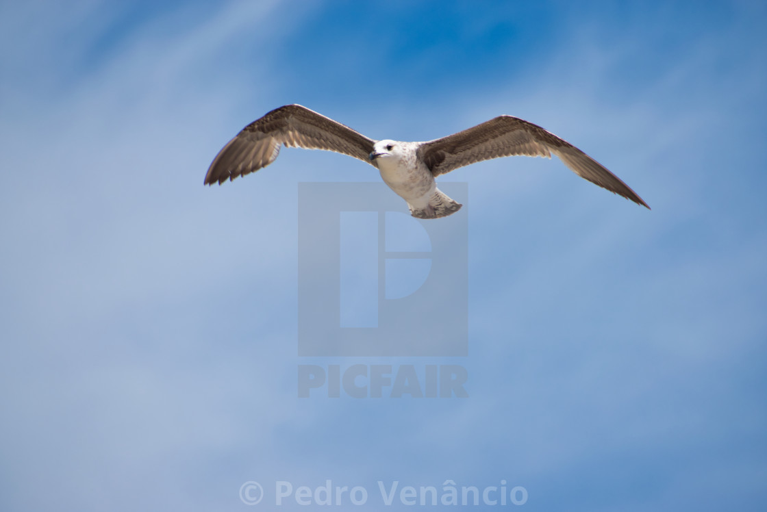 "Seagull flying over blue sky" stock image