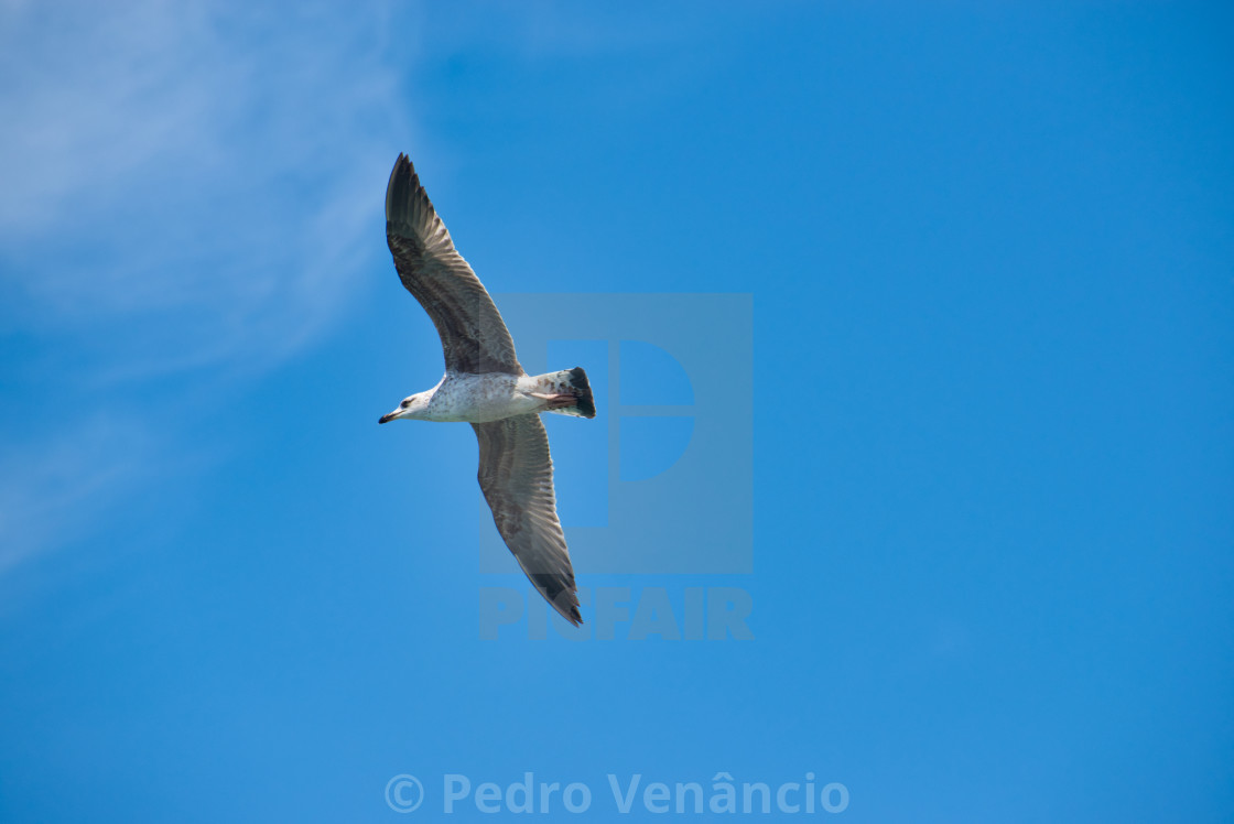 "Seagull flying over blue sky" stock image