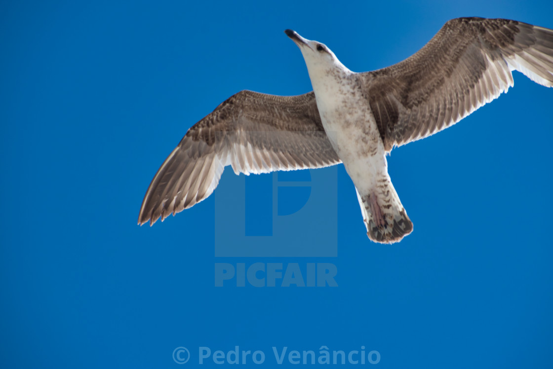 "Seagull flying over blue sky" stock image