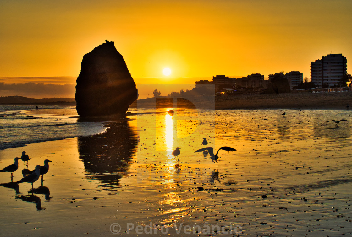 "golden hour, seagulls on the sandy beach" stock image