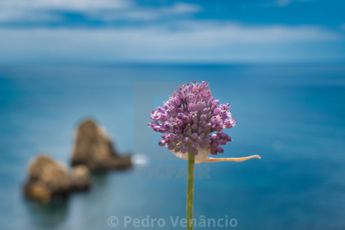 "Flower head alone with the sea on background Still Life" stock image